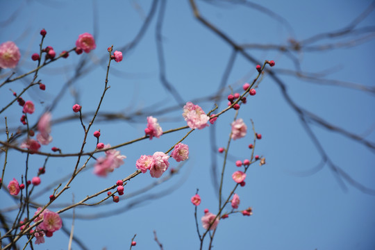 粉色梅花