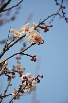 梅花盛开