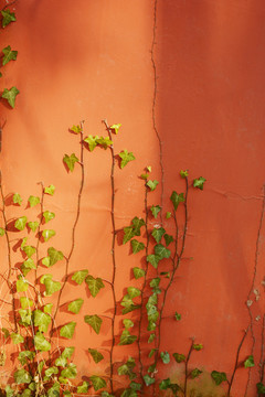 红墙绿植