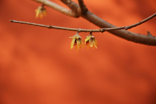 腊梅花开