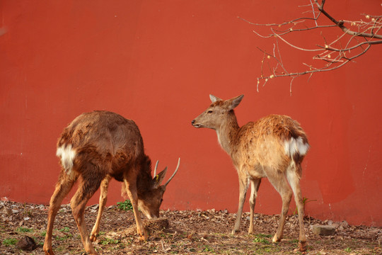 红墙与长生鹿