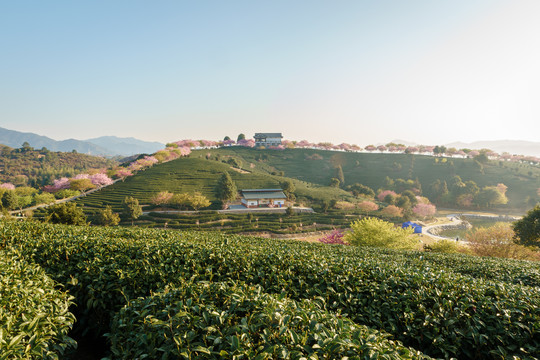 福建永福樱花茶园日出风光