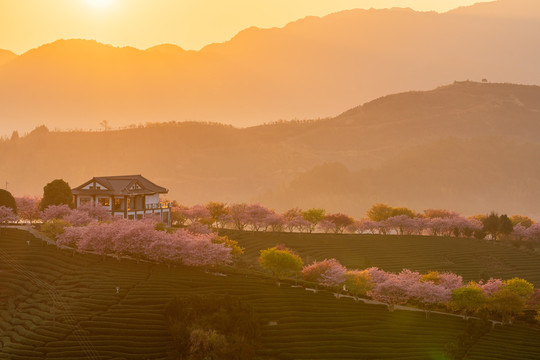 福建永福樱花茶园日出风光