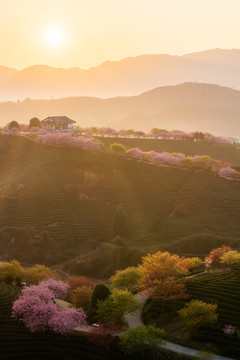 福建永福樱花茶园日出风光