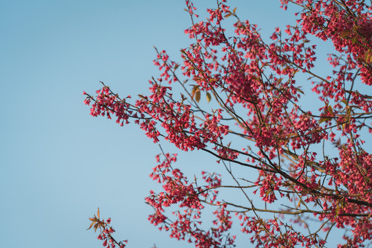 春天阳光下的红色樱花树