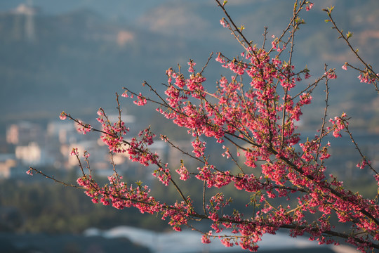 春天阳光下的红色樱花树