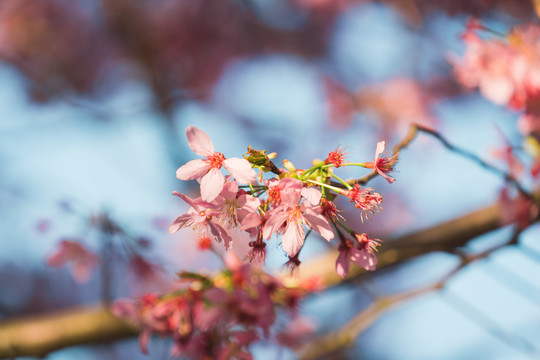春天阳光下的粉色樱花树