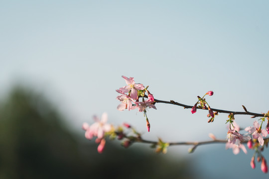 春天阳光下的粉色樱花树