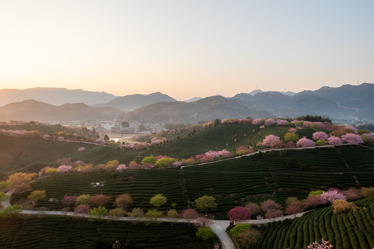 永福樱花茶园日出风光