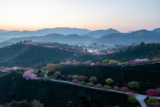 永福樱花茶园日出风光