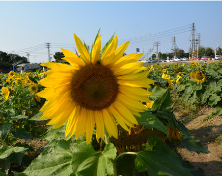 葵花田