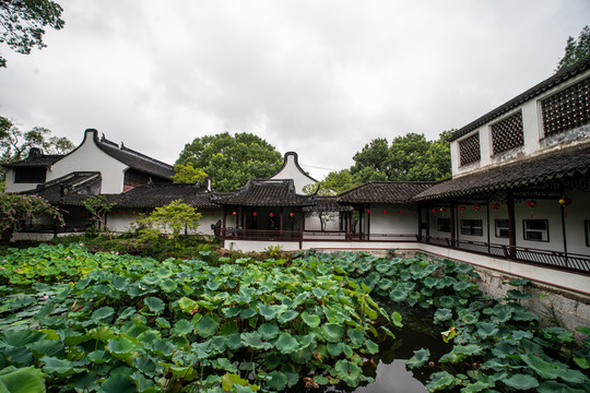 醉白池荷塘