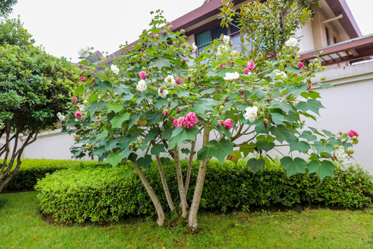 木芙蓉