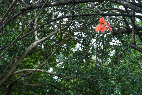 凌霄花