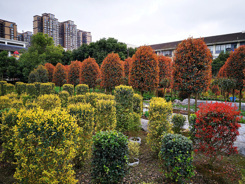 植物园