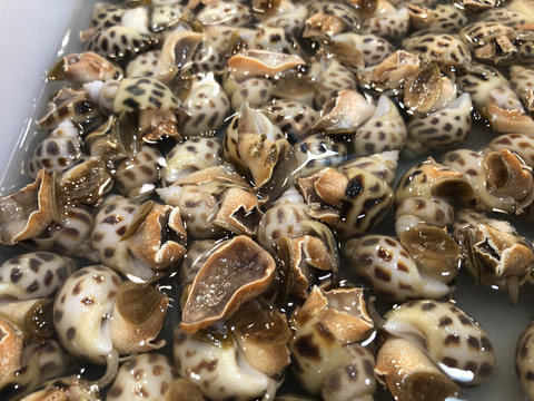 新鲜花螺