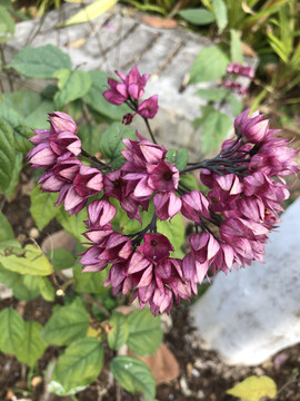 粉紫色花