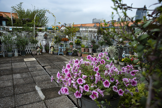 屋顶种花