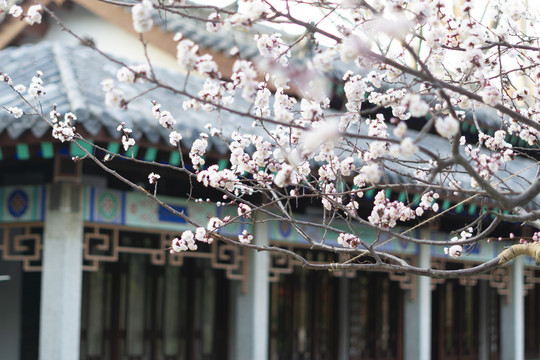 春暖花开