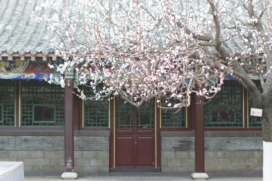 春暖花开