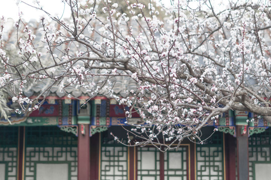 春暖花开