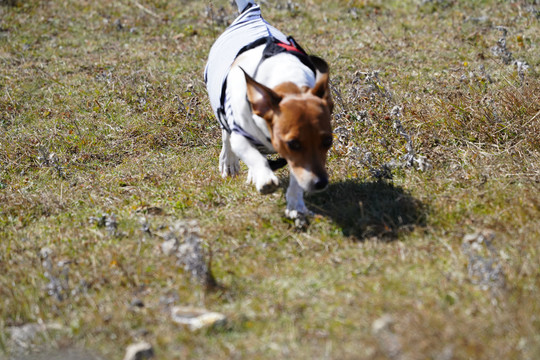 草原上的奔跑的小狗