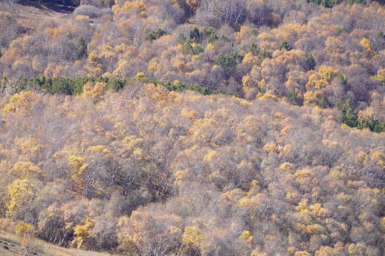 秋天的内蒙古大草原