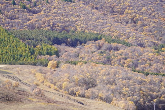 秋天的内蒙古大草原