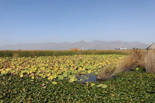 包头市小白河湿地公园