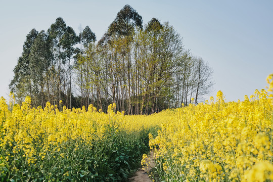 春天油菜花