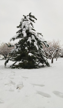 大雪压青松