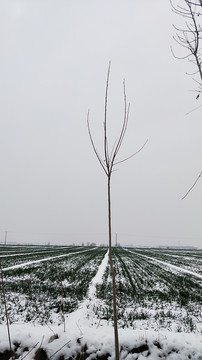 旷野