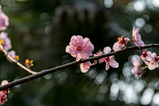 桃花