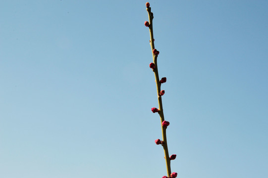 梅花