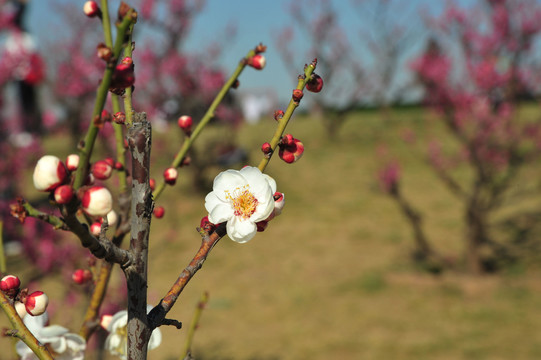 梅花