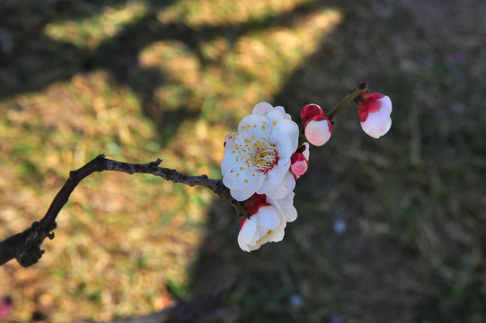梅花