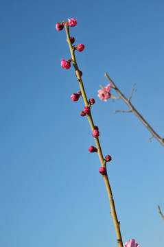 梅花