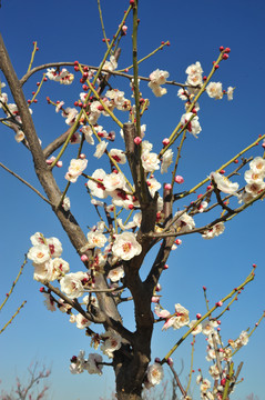 梅花