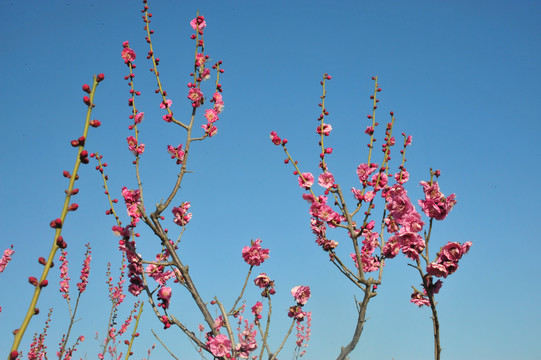 梅花