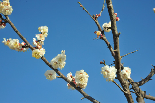 梅花