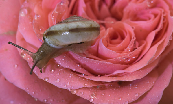 花与蜗牛