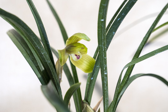 中国传统名花兰花