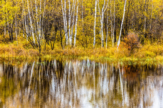 秋季水边白桦树林