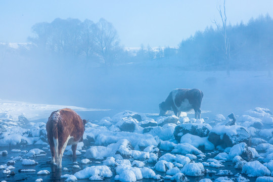 冬季树林河流牛群