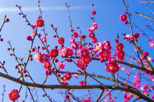 盛开的梅花