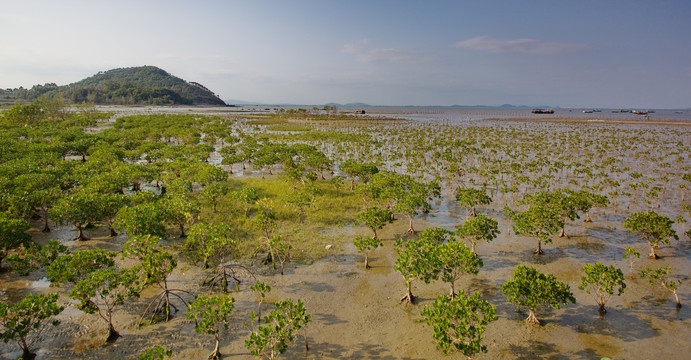 海滩植被