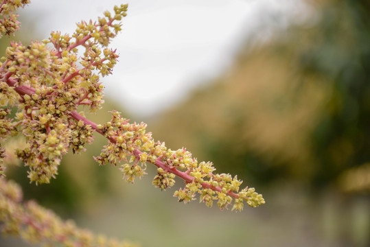 芒果花