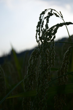 红糯米稻谷