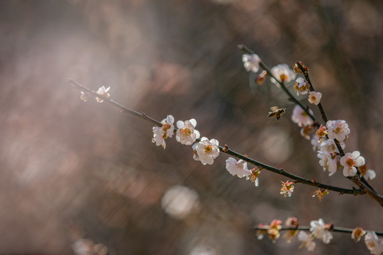 中山市树木园梅花