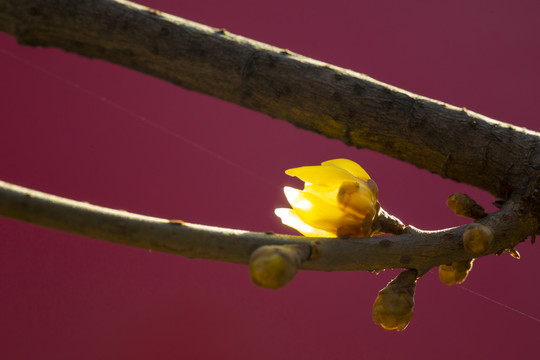 黄花